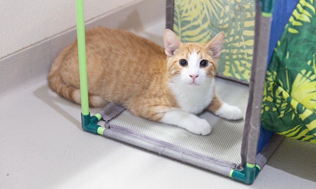 Kringle, an adoptable Domestic Short Hair in Redwood Falls, MN, 56283 | Photo Image 1