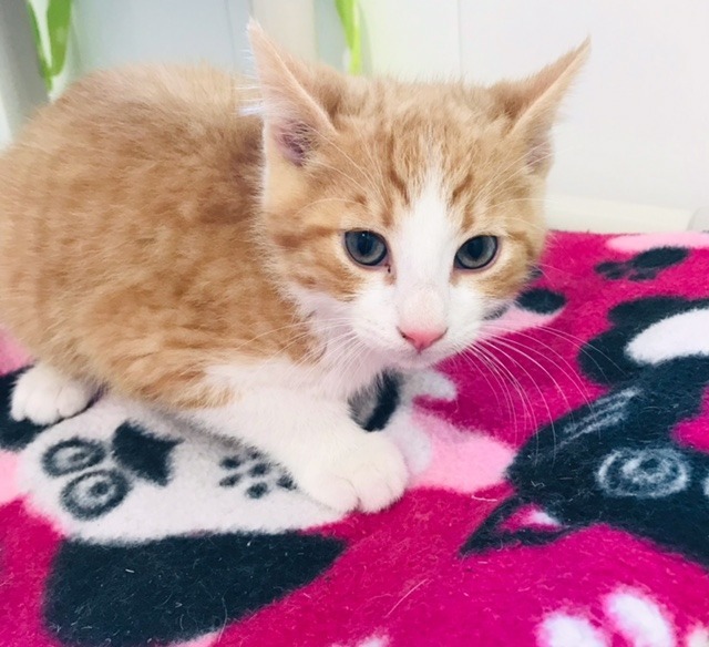 Kringle, an adoptable Domestic Short Hair in Redwood Falls, MN, 56283 | Photo Image 2