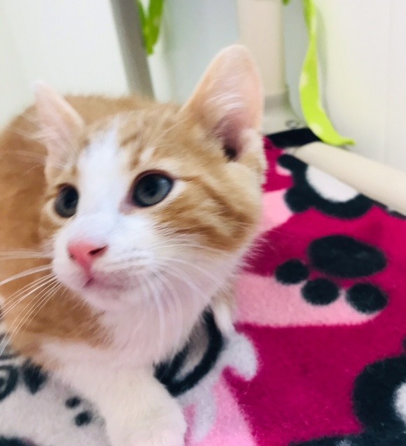 Kringle, an adoptable Domestic Short Hair in Redwood Falls, MN, 56283 | Photo Image 3