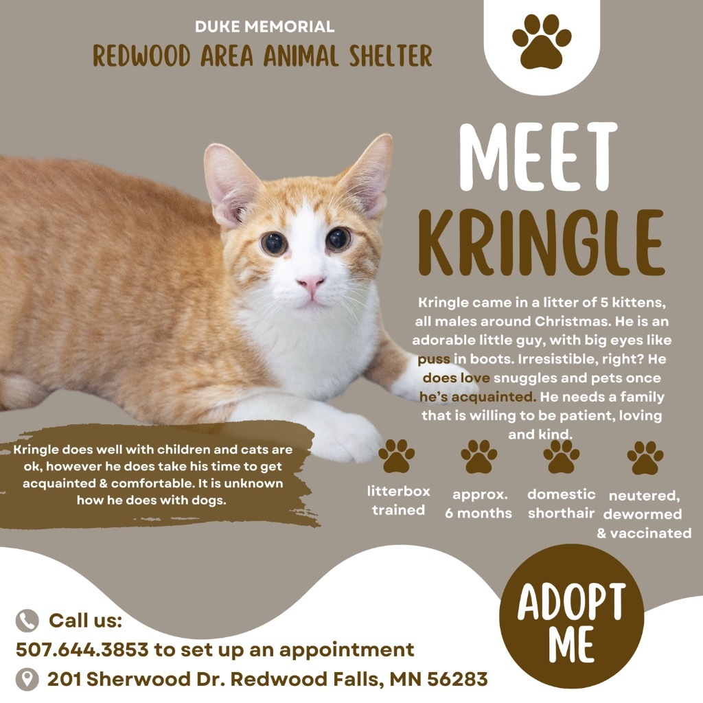 Kringle, an adoptable Domestic Short Hair in Redwood Falls, MN, 56283 | Photo Image 4