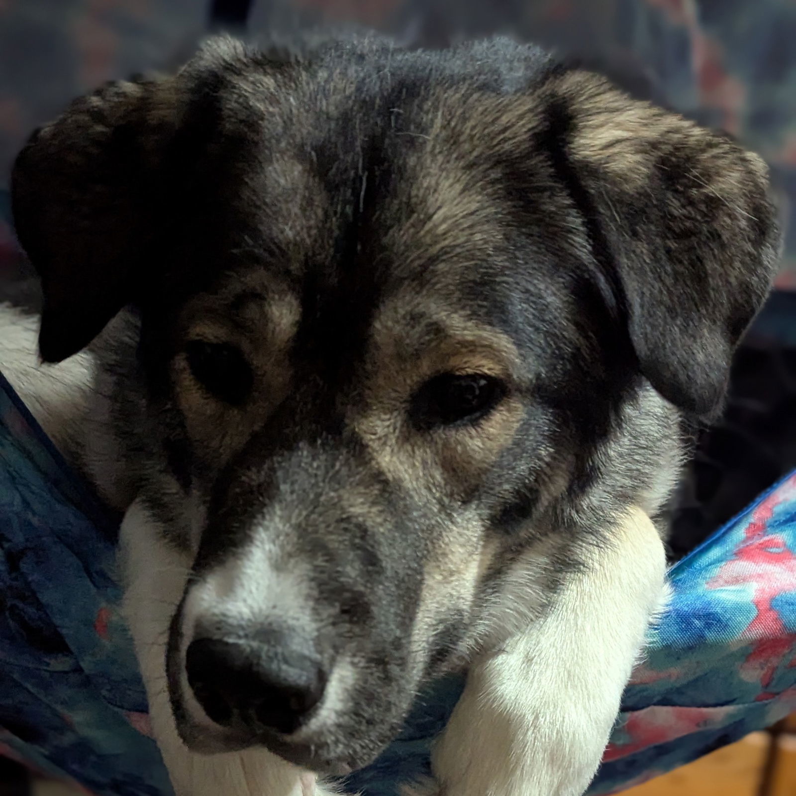 Sugar Plum, an adoptable Caucasian Sheepdog / Caucasian Ovtcharka, Husky in Fargo, ND, 58103 | Photo Image 1