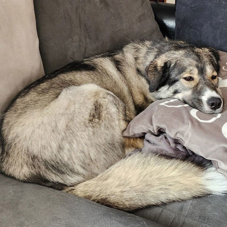 Sugar Plum, an adoptable Caucasian Sheepdog / Caucasian Ovtcharka, Husky in Fargo, ND, 58103 | Photo Image 2