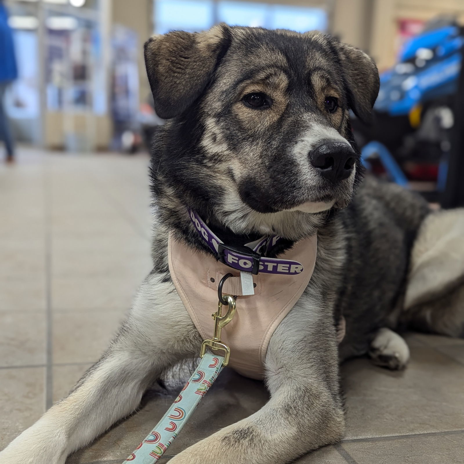 Sugar Plum, an adoptable Caucasian Sheepdog / Caucasian Ovtcharka, Husky in Fargo, ND, 58103 | Photo Image 3
