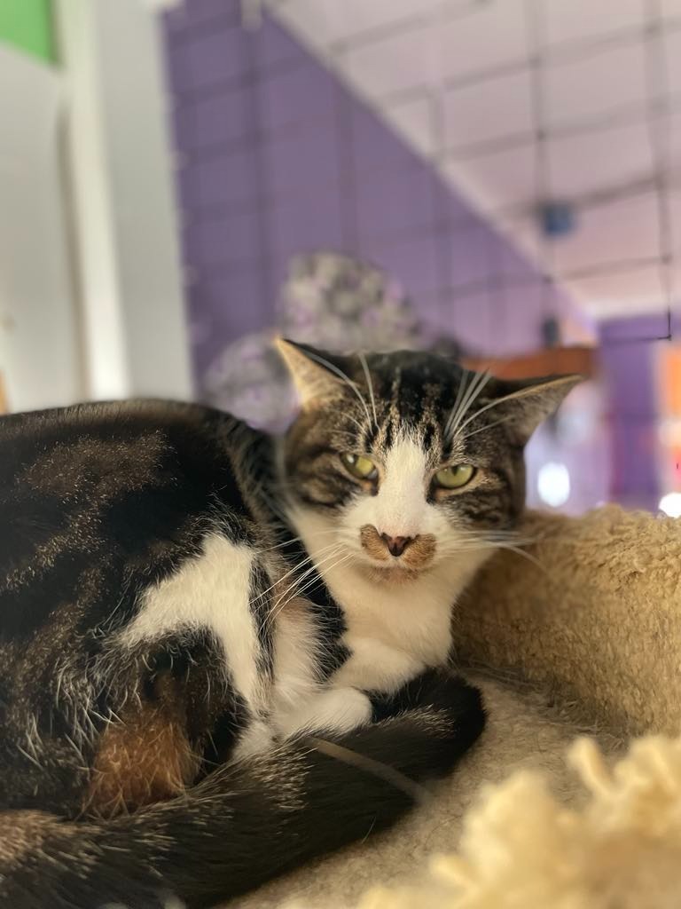 Emma, an adoptable Domestic Short Hair in Ogden, UT, 84409 | Photo Image 1