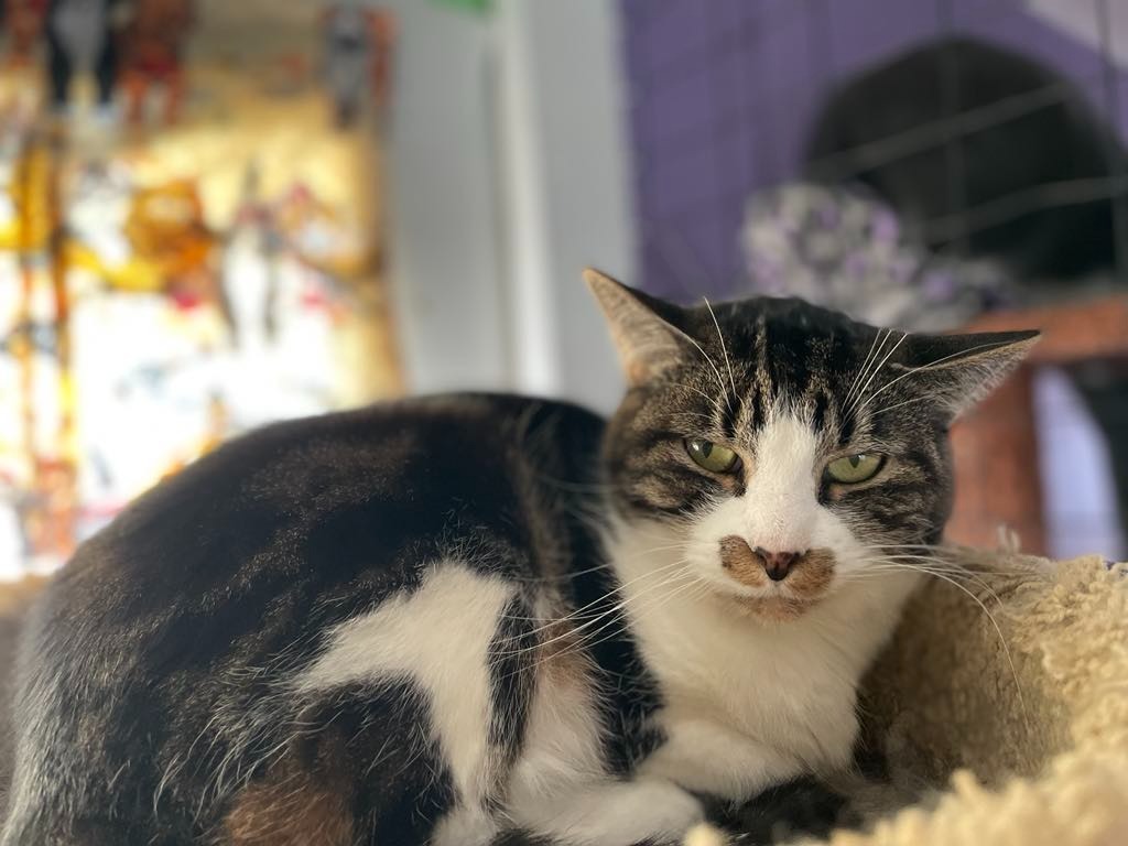 Emma, an adoptable Domestic Short Hair in Ogden, UT, 84409 | Photo Image 2