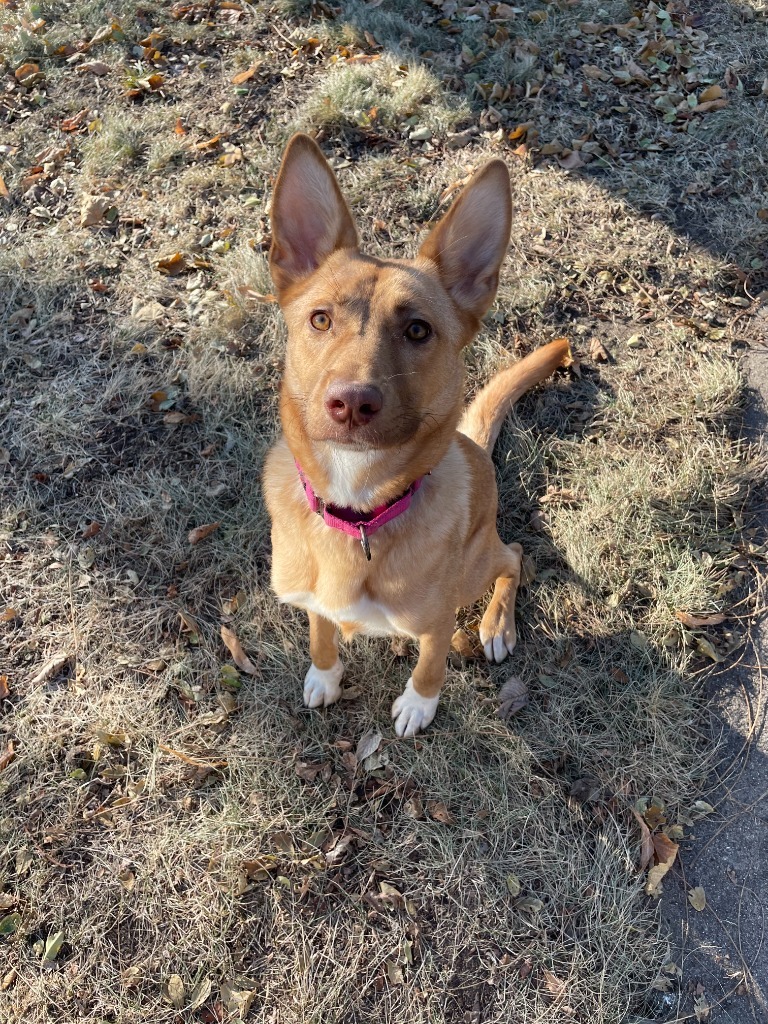 Daphne