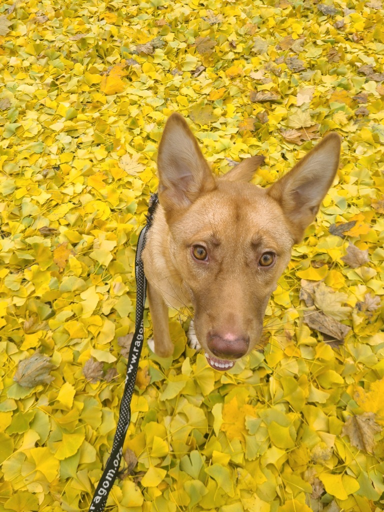 Daphne