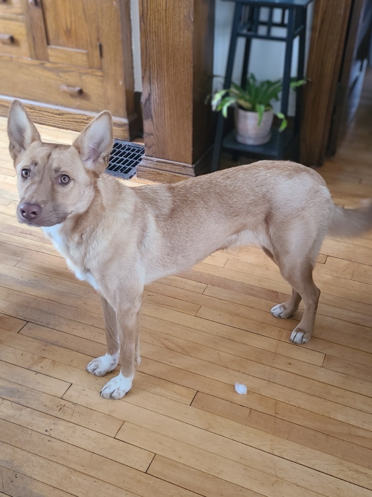 Daphne