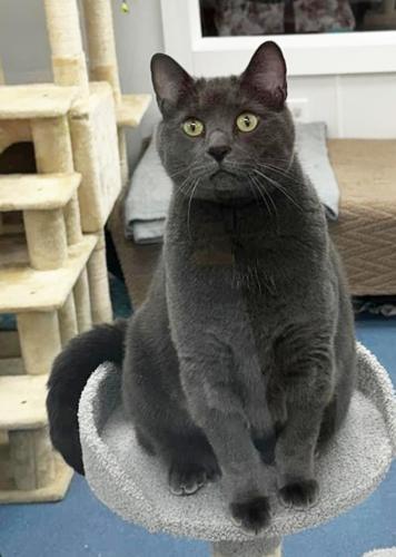 Molly, an adoptable Domestic Short Hair in St. Johnsbury, VT, 05819 | Photo Image 1