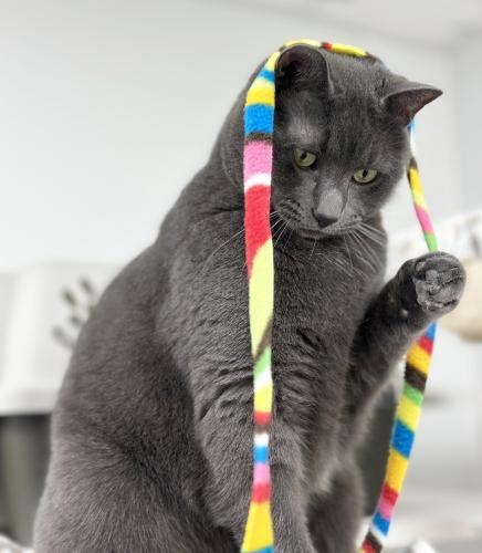 Molly, an adoptable Domestic Short Hair in St. Johnsbury, VT, 05819 | Photo Image 2
