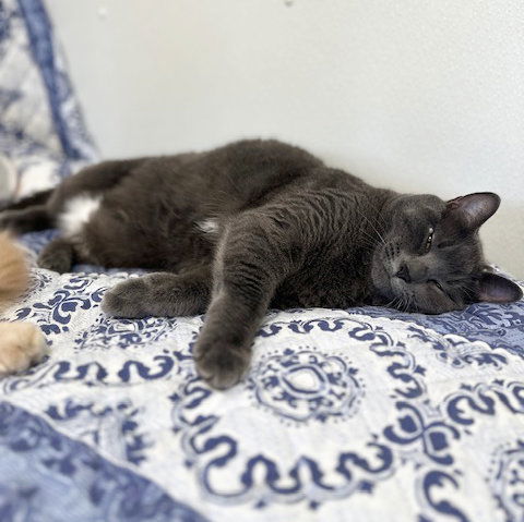 Molly, an adoptable Domestic Short Hair in St. Johnsbury, VT, 05819 | Photo Image 3