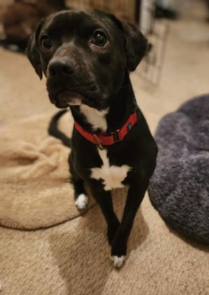 Rayla (ez), Young Female Border Collie