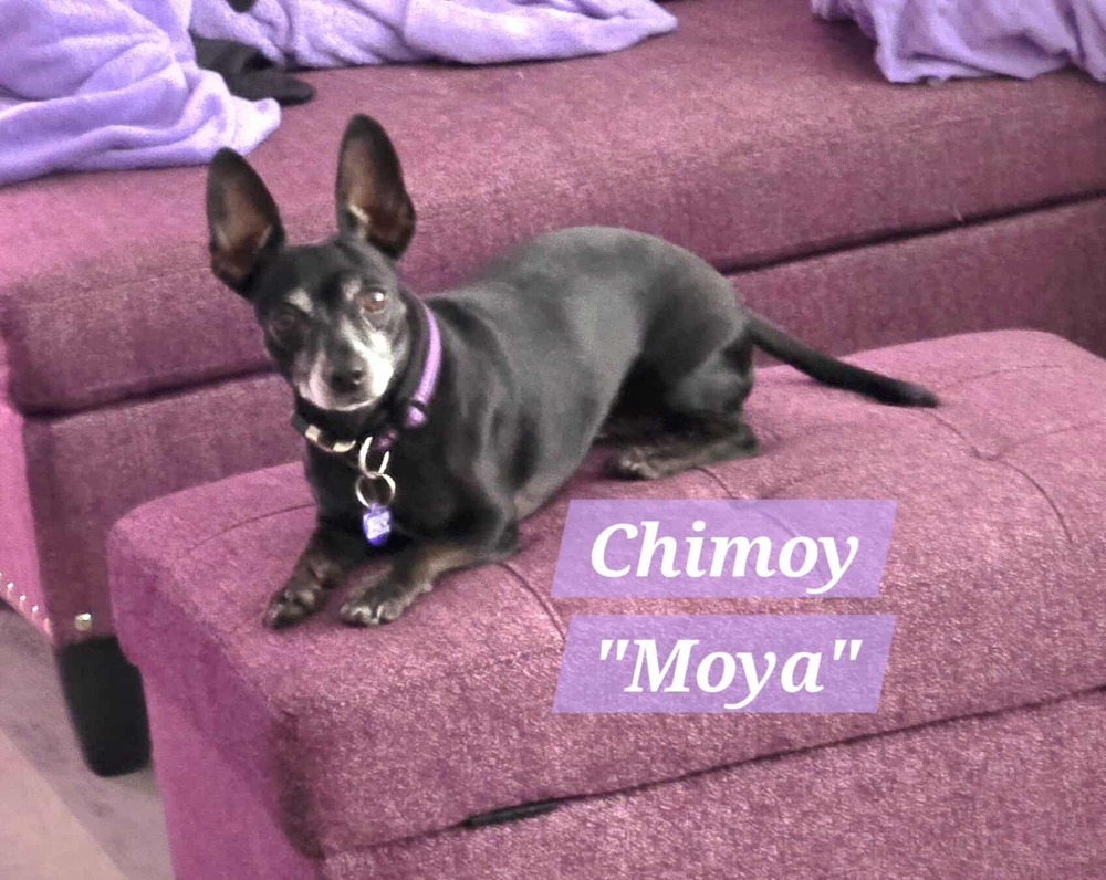 Chamoy {female}
