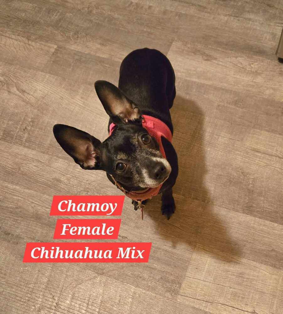 Chamoy {female}