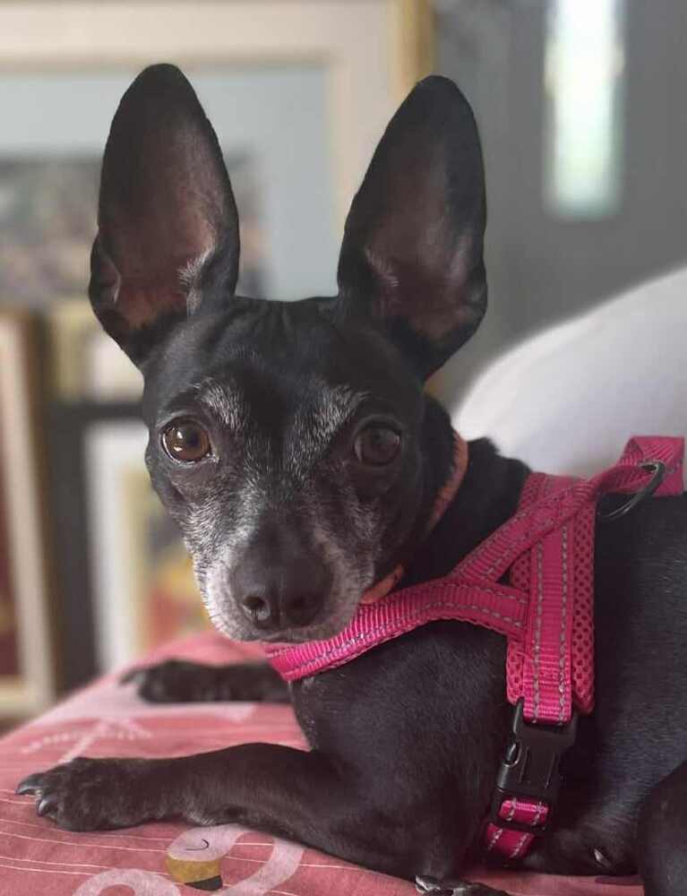 Chamoy {female}