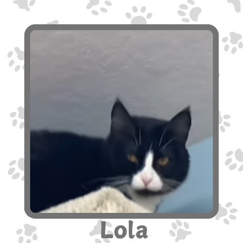 Lola, an adoptable Domestic Short Hair in Elbow Lake, MN, 56531 | Photo Image 1