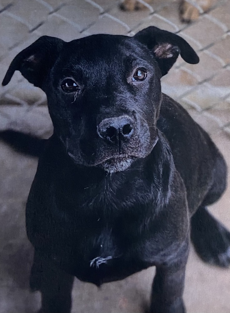 Goliath