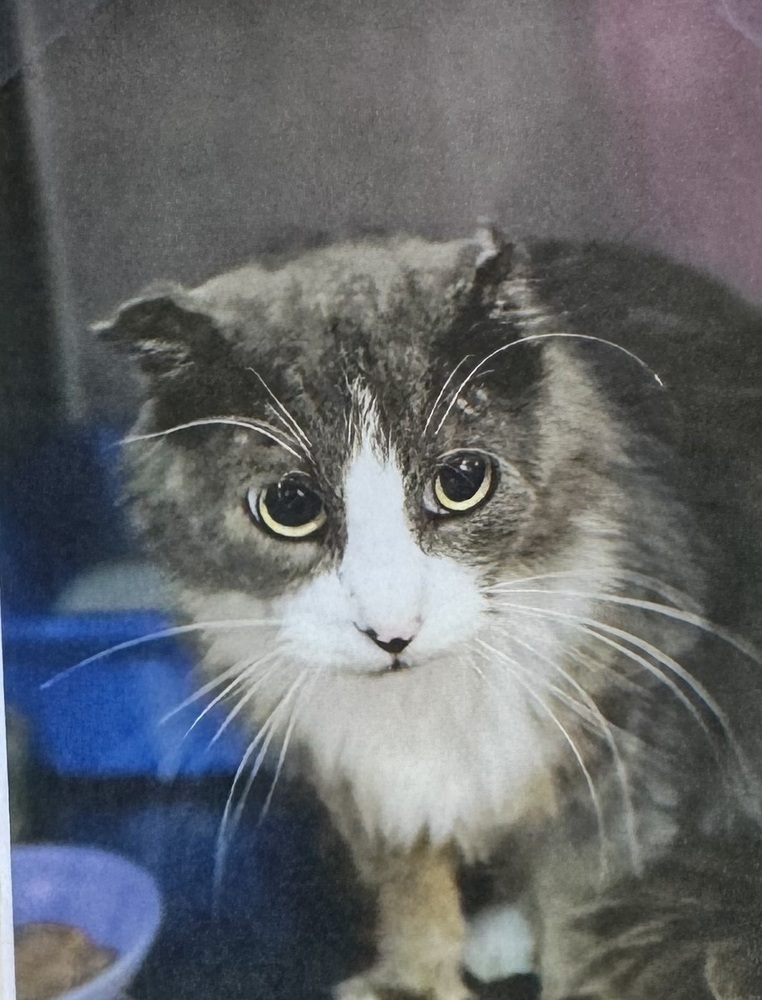 Fluffy, an adoptable Domestic Short Hair in Fort Madison, IA, 52627 | Photo Image 1