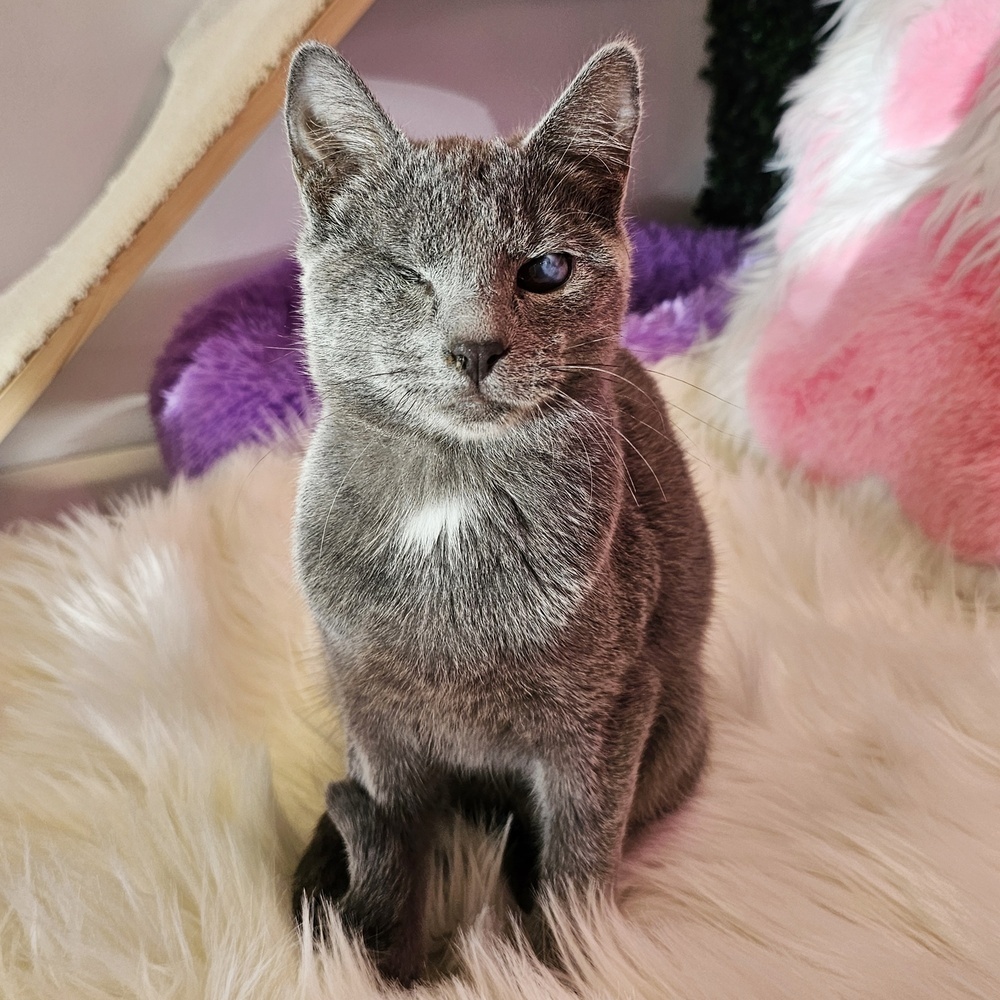 Greyson, an adoptable Domestic Short Hair in Emporia, KS, 66801 | Photo Image 1
