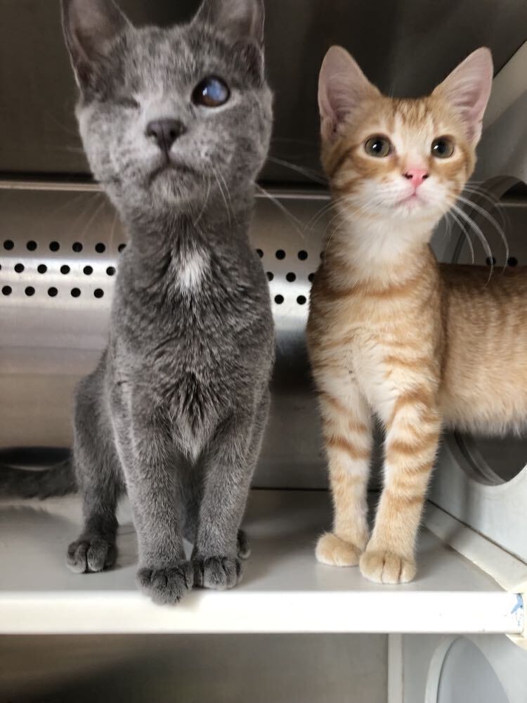 Greyson, an adoptable Domestic Short Hair in Emporia, KS, 66801 | Photo Image 2