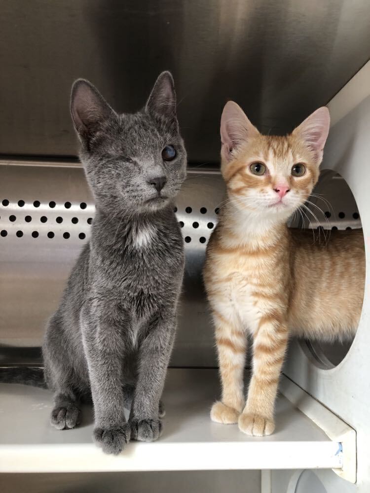 Greyson, an adoptable Domestic Short Hair in Emporia, KS, 66801 | Photo Image 3