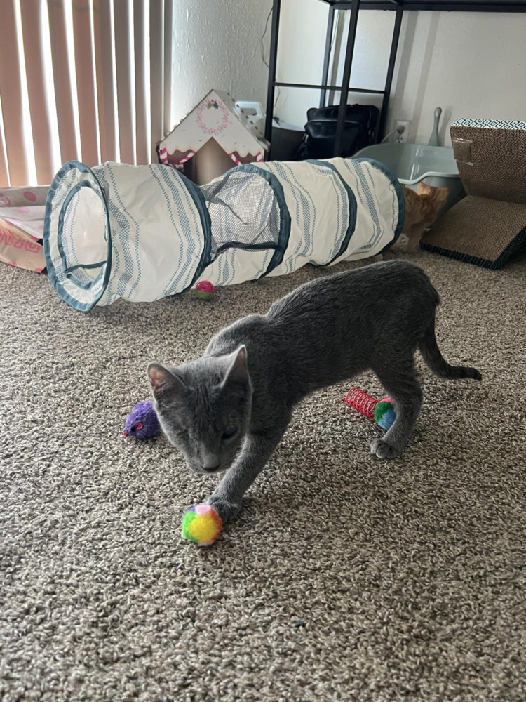 Greyson, an adoptable Domestic Short Hair in Emporia, KS, 66801 | Photo Image 4