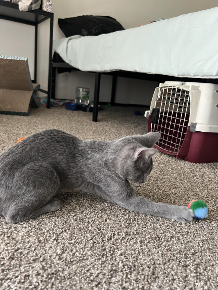 Greyson, an adoptable Domestic Short Hair in Emporia, KS, 66801 | Photo Image 6