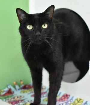 Sebastian came to Good Mews from CCAS for a better chance at adoption Sebastian is a sweet mellow k
