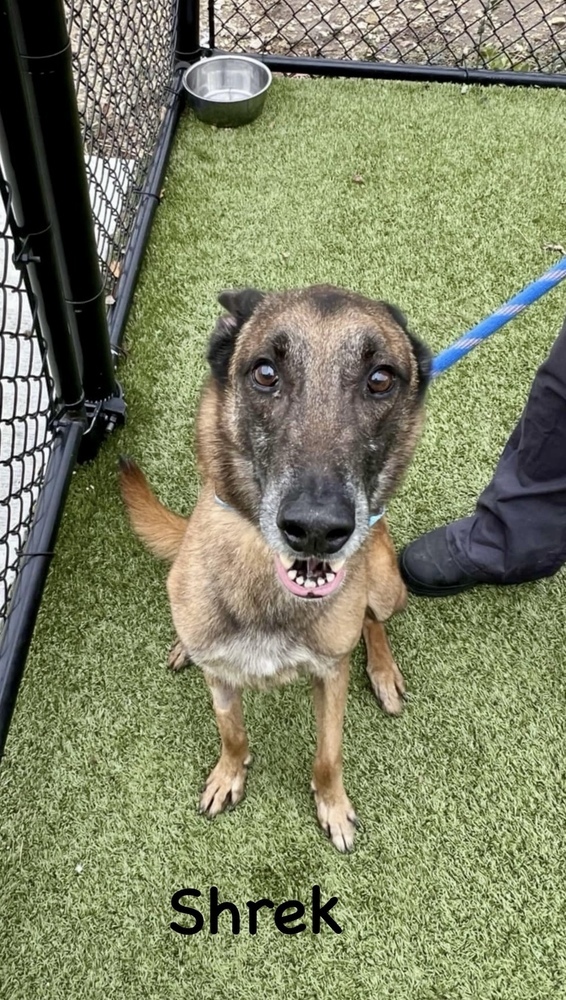 Shrek located in WI, an adoptable Belgian Shepherd / Malinois in Milwaukee, WI, 53205 | Photo Image 1