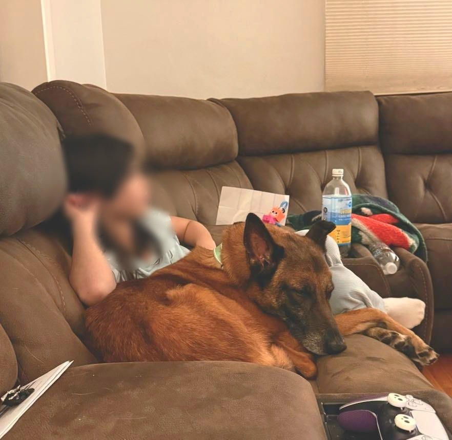 Shrek located in WI, an adoptable Belgian Shepherd / Malinois in Milwaukee, WI, 53205 | Photo Image 2