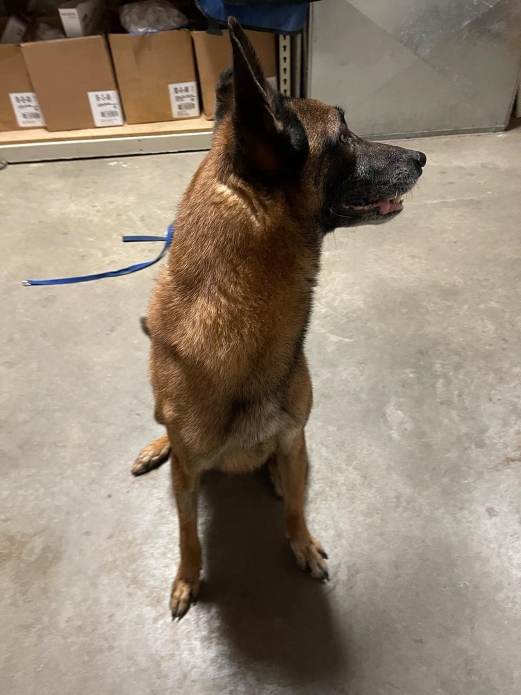 Shrek located in WI, an adoptable Belgian Shepherd / Malinois in Milwaukee, WI, 53205 | Photo Image 3