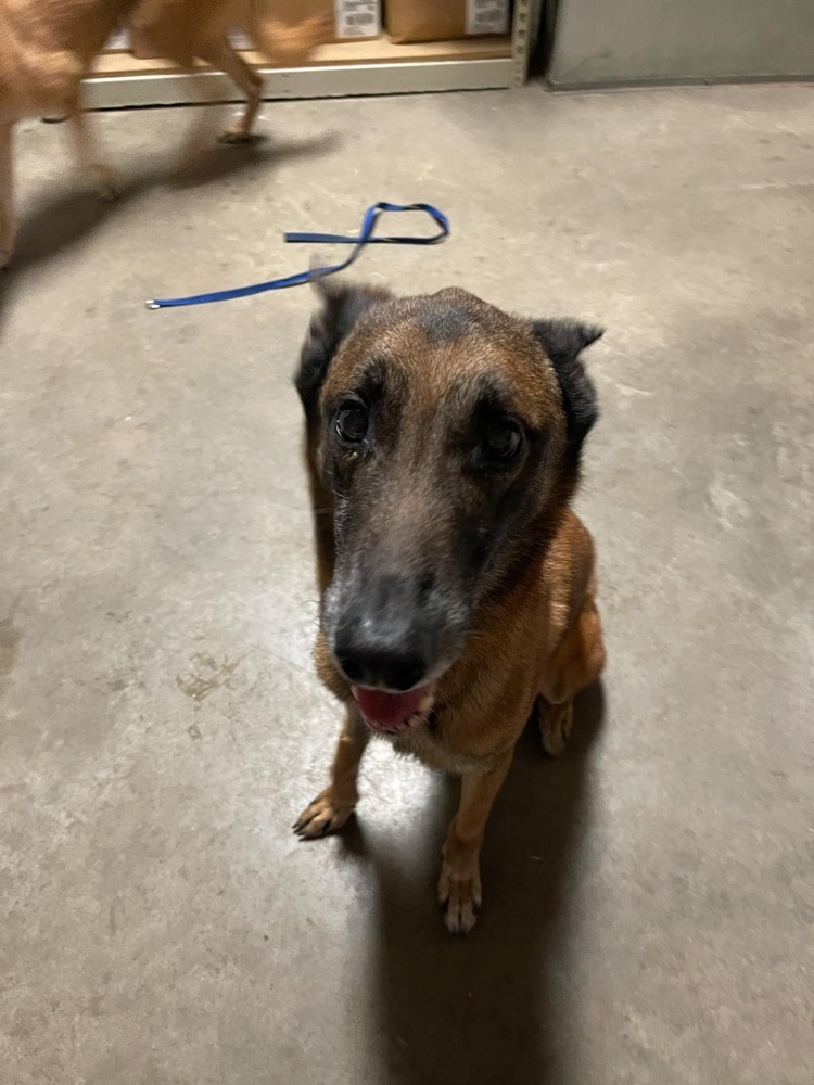 Shrek located in WI, an adoptable Belgian Shepherd / Malinois in Milwaukee, WI, 53205 | Photo Image 4