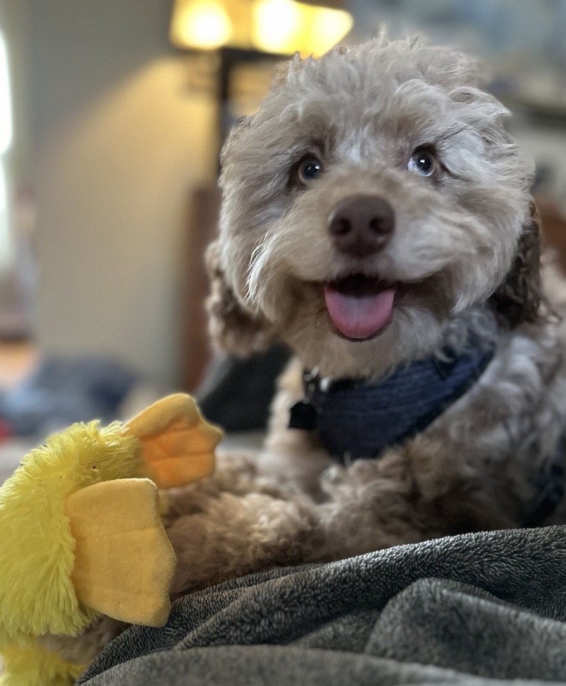 Macaroni, an adoptable Cockapoo in Mundelein, IL, 60060 | Photo Image 1