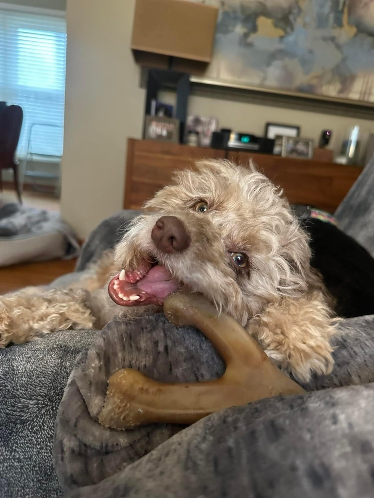 Macaroni, an adoptable Cockapoo in Mundelein, IL, 60060 | Photo Image 2