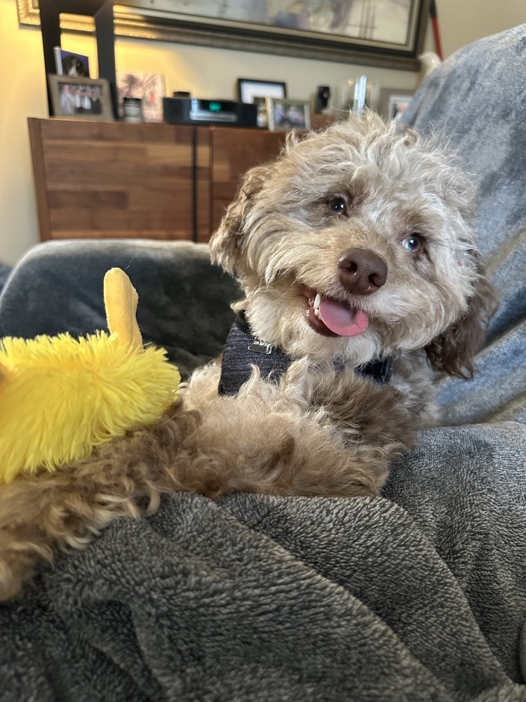 Macaroni, an adoptable Cockapoo in Mundelein, IL, 60060 | Photo Image 3