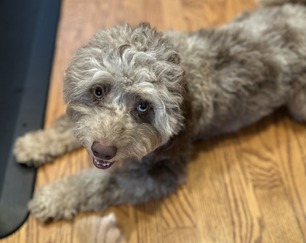 Macaroni, an adoptable Cockapoo in Mundelein, IL, 60060 | Photo Image 4