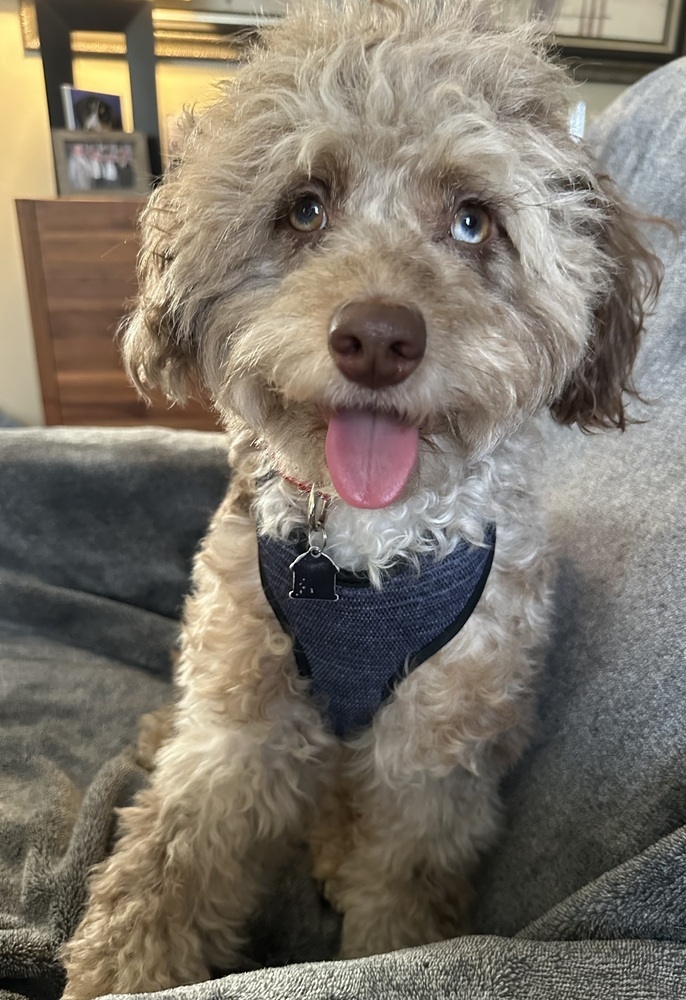 Macaroni, an adoptable Cockapoo in Mundelein, IL, 60060 | Photo Image 5