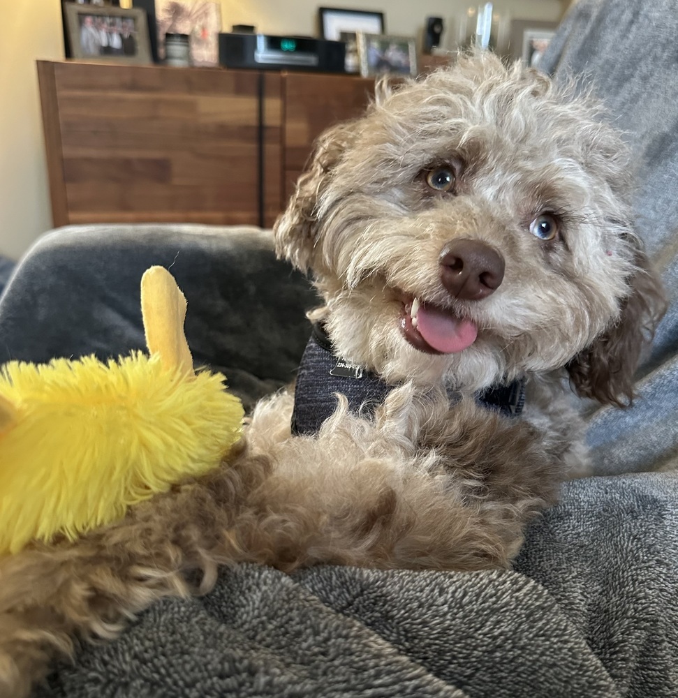 Macaroni, an adoptable Cockapoo in Mundelein, IL, 60060 | Photo Image 6