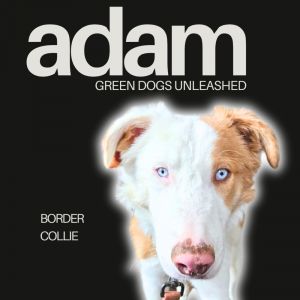 Adam, Baby Male Border Collie