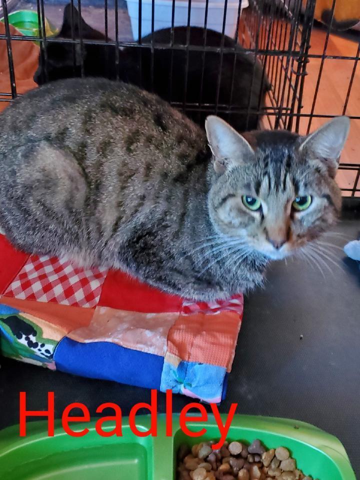 Headley