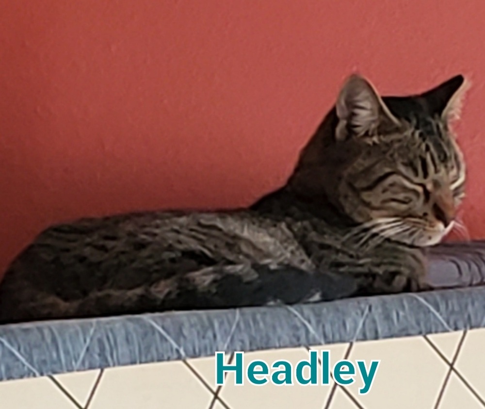 Headley