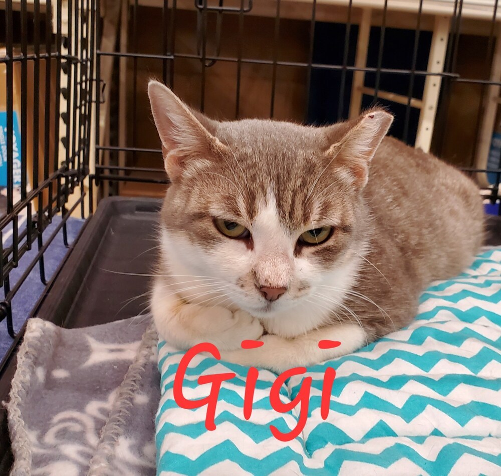 Gigi