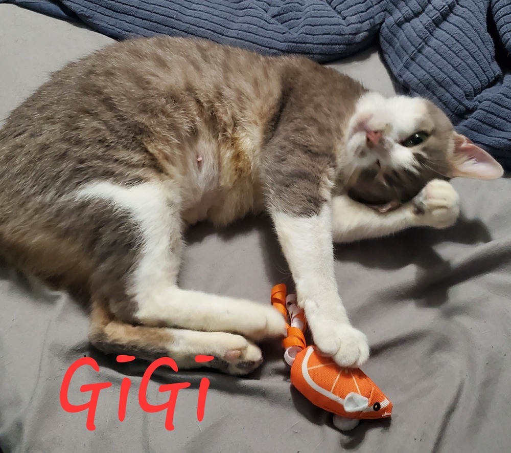 Gigi