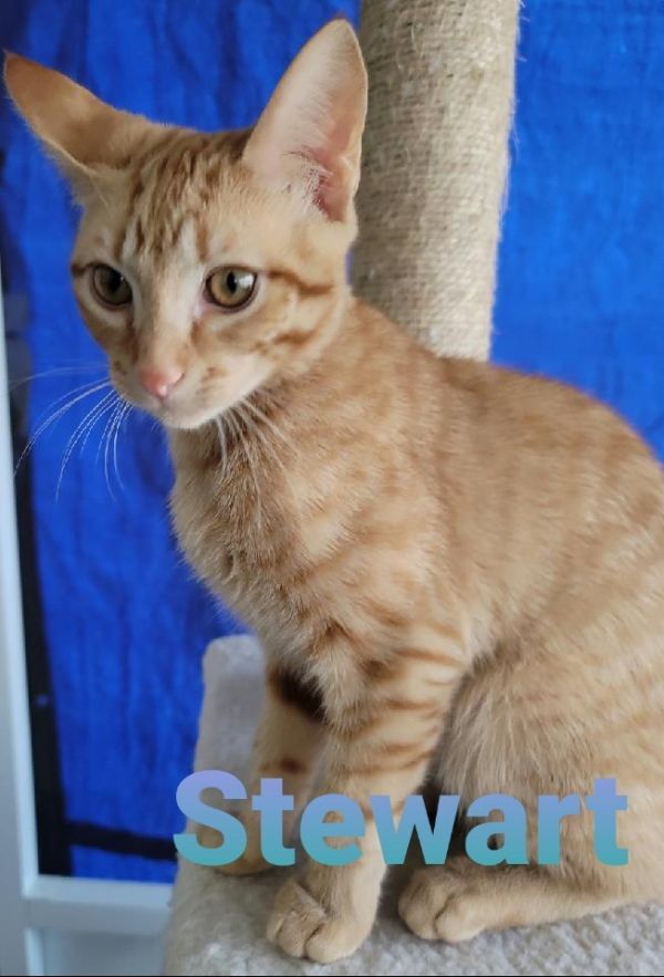 Stewart