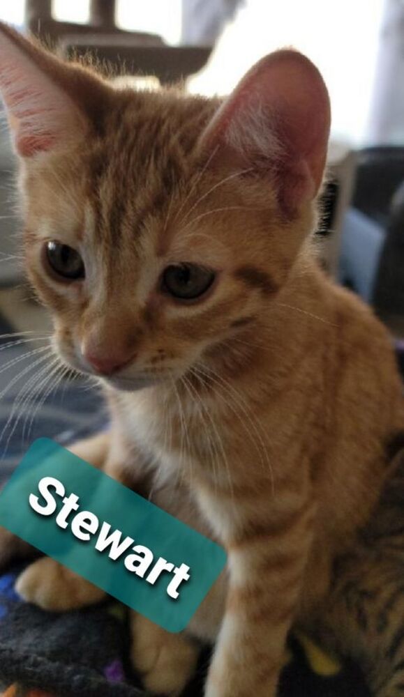 Stewart