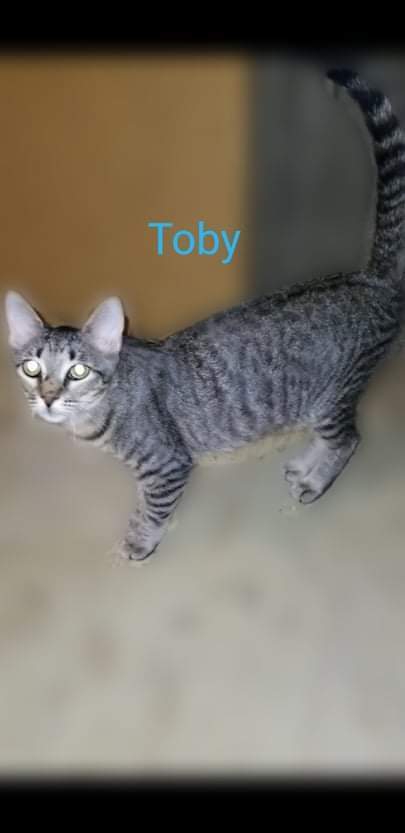 Toby