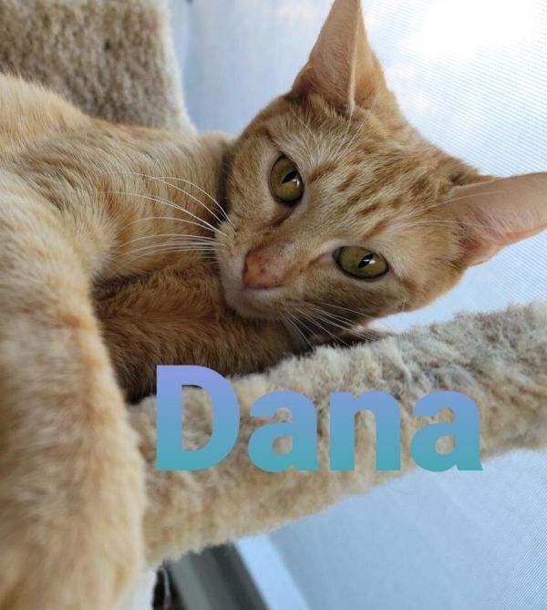 Dana