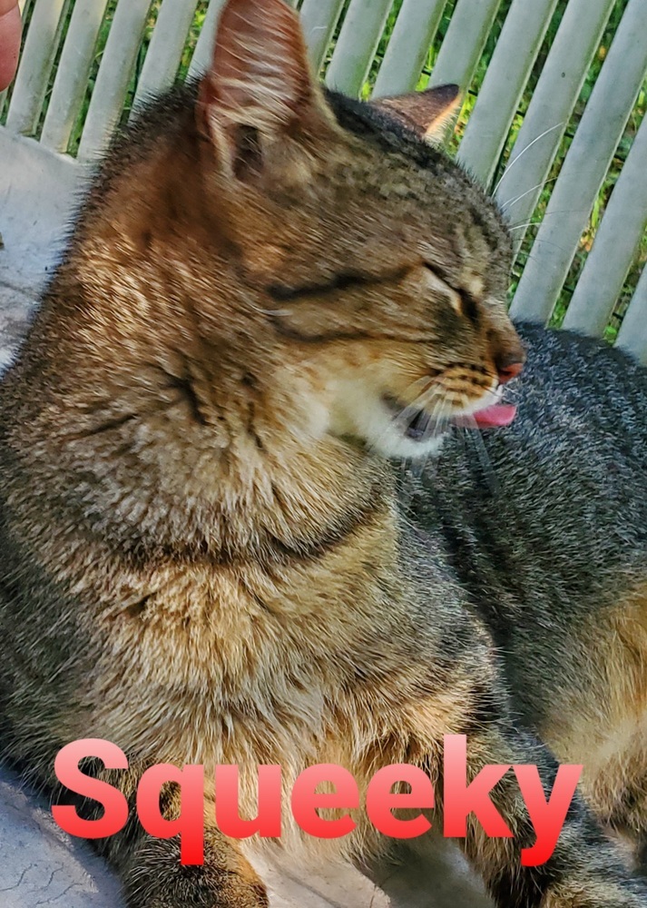 Squeeky