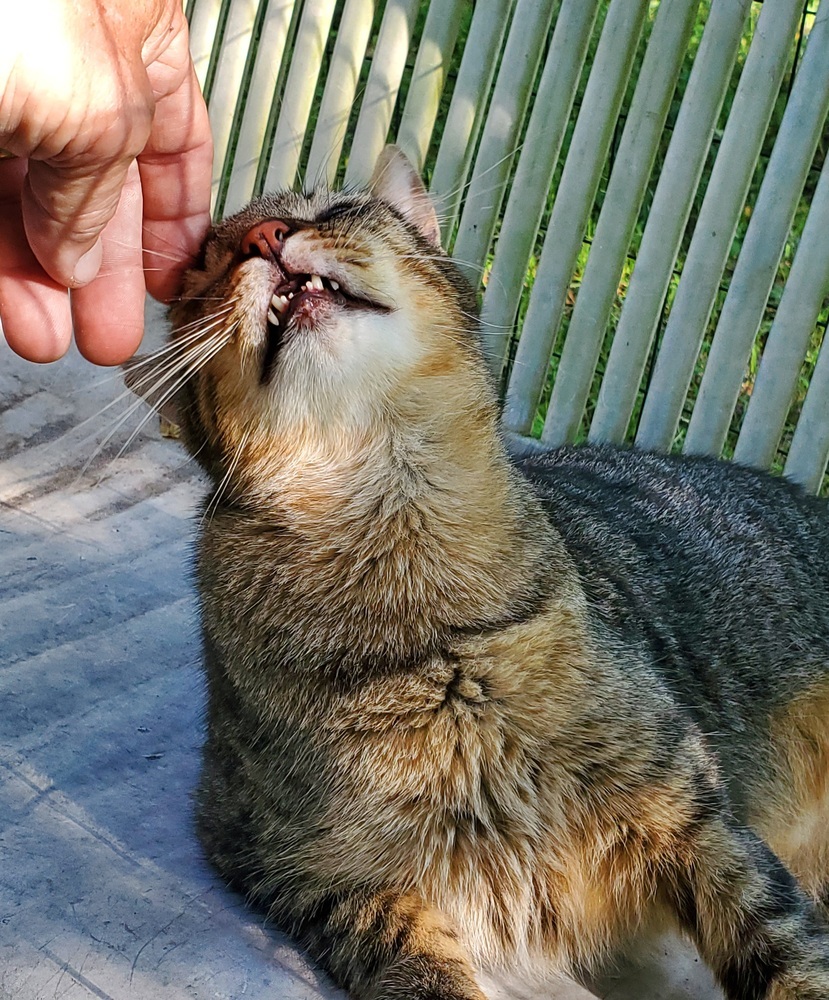 Squeeky