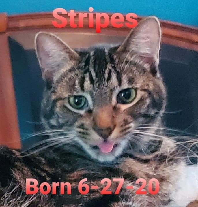 Stripes